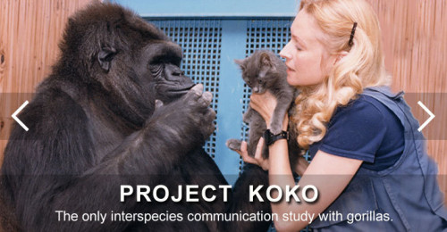 projekt Koko